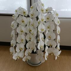 胡蝶蘭