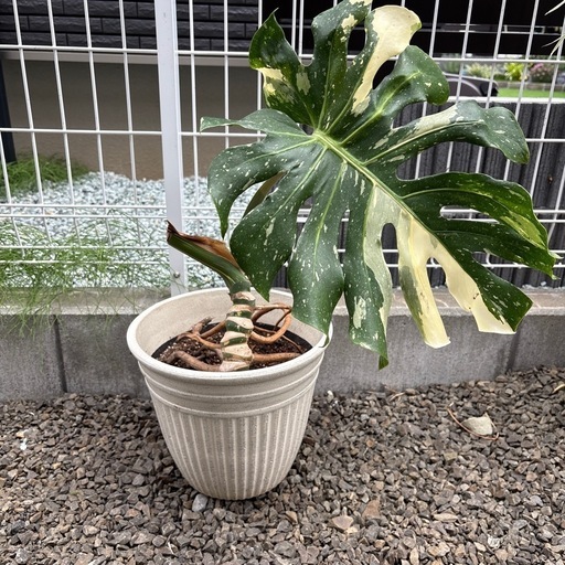 観葉植物　モンステラホワイトタイガー　鉢植え　超希少品種