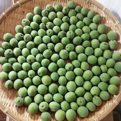★受付終了ありがとうございます★朝手摘み青梅★無農薬★キロ350円★
