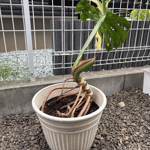 観葉植物　モンステラホワイトタイガー　鉢植え　超希少品種
