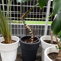 観葉植物　モンステラ　鉢植え　大型株の画像
