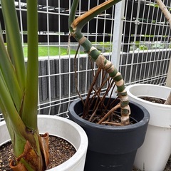 観葉植物　モンステラ　鉢植え　大型株の画像