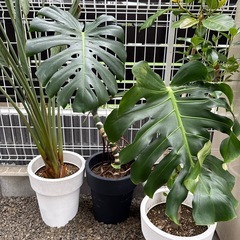観葉植物　モンステラ　鉢植え　大型株