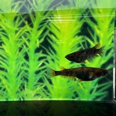 🐟メダカ🐟和墨錆虎　有精卵20個の画像