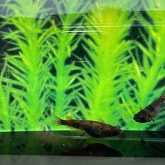 🐟メダカ🐟和墨錆虎　有精卵20個
