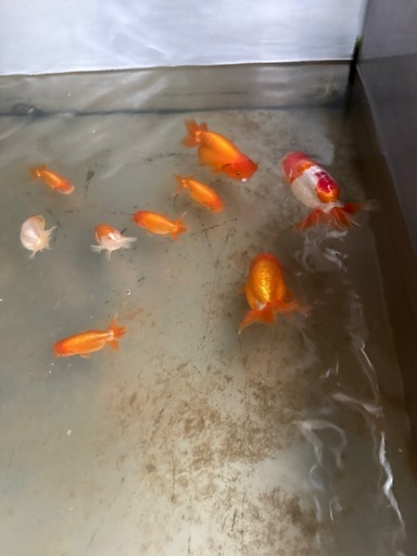 らんちゅう 専用