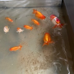 らんちゅう　専用