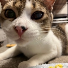 サバ白　すばる君