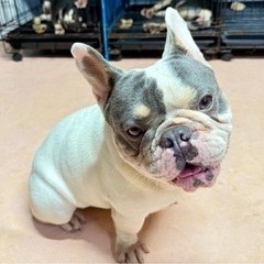 ★耳が聞こえない！フレンチブルドッグの男の子★ - 犬