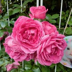 5号鉢植え　薔薇の苗木の画像