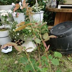 5号鉢植え　薔薇の苗木の画像