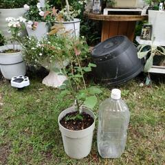 5号鉢植え　薔薇の苗木の画像