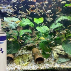 熱帯魚　オトシンクルスネグロの画像
