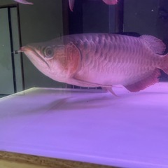 古代魚3