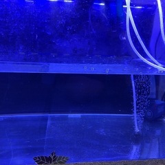 水槽の画像