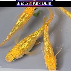 💟金ピカ（お話し中🌇REKULIS🌇有精卵２０+α計【２８個 】...