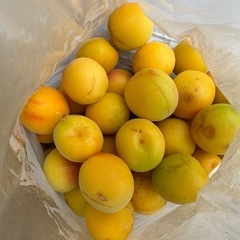 無農薬　梅　約40粒