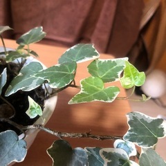 決まりました　　ミニヘデラ￥１００円元気です！の画像