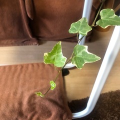 決まりました　　ミニヘデラ￥１００円元気です！の画像