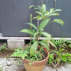 千両　万両　植木　植木鉢　園芸　ガーデニング