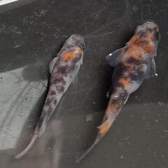 ⚾️🐟三色めだかの卵30個🥚⑥🐟⚾️の画像