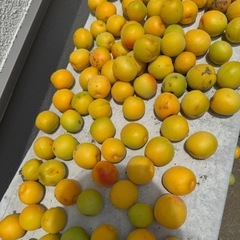 無農薬　梅　1kg