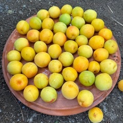 無農薬　梅　約1kg