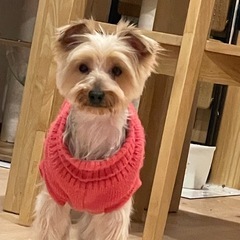 ヨーキー🐶のむーちゃん❤️