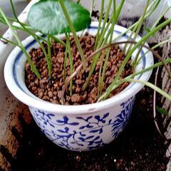 ウォーターコイン　一鉢　水草　メダカの隠れ家　水連鉢等にいかがでしょうか。陶器鉢パート1の画像