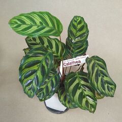 カラテア　マコヤナ　ラベル付き　観葉植物