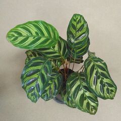 カラテア　マコヤナ　ラベル付き　観葉植物の画像