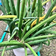 観葉植物　サンスベリア　スタッキー