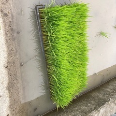 ヒノヒカリの苗
