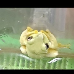モリアオガエル　　去年産まれ
