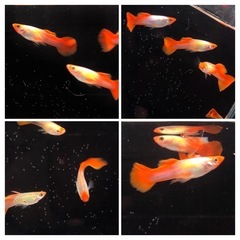 (お話し中)丹頂グッピー