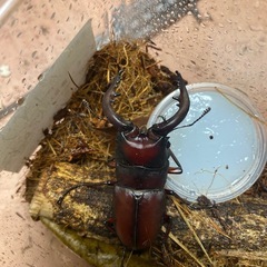 白井市産天然ノコギリクワガタ