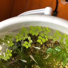 メダカ3匹
