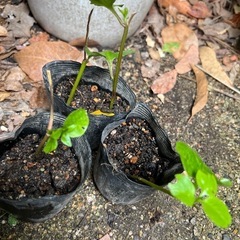 おかわかめの挿し木苗3本