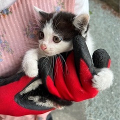 【角田市　子猫　里親募集】