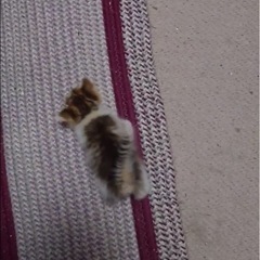 里親募集…お願いします👏