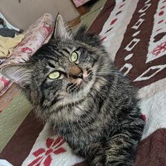 ふさふさのキジネコ
