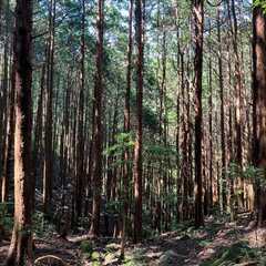 山林物件265　高知県安芸郡東洋町