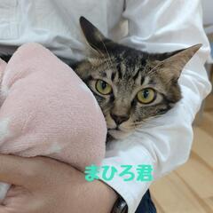 保護ニャン🐾幸せ繋ぐ譲渡会in大江  あいねこの木 - 熊本市