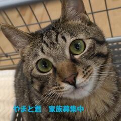 保護ニャン🐾幸せ繋ぐ譲渡会in大江  あいねこの木 - その他