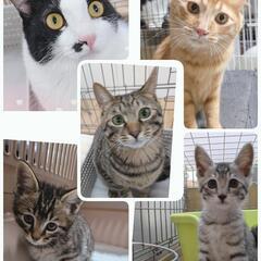 保護ニャン🐾幸せ繋ぐ譲渡会in大江  あいねこの木