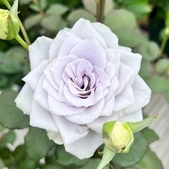ブルーグラビティ　大苗　薔薇