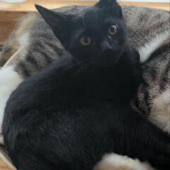 黒猫🐈‍⬛ちゃん 女の子♀︎ ４ヶ月