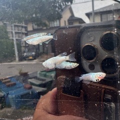 サバンナ様直系　レックウザの画像