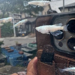 サバンナ様直系　レックウザの画像