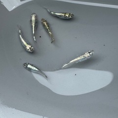 サバンナ様直系　レックウザの画像